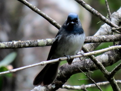 Trochocercus cyanomelas cyanomelas