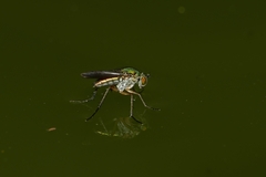 Poecilobothrus nobilitatus