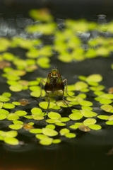 Poecilobothrus nobilitatus