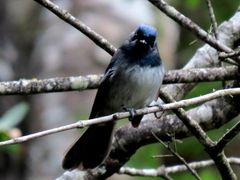 Trochocercus cyanomelas cyanomelas