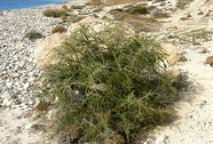 Lycium schweinfurthii