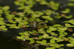 Poecilobothrus nobilitatus
