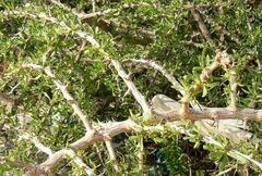 Lycium schweinfurthii