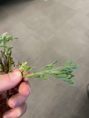 Erigeron neomexicanus