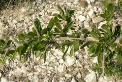 Lycium schweinfurthii