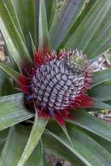 Ananas comosus comosus