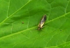 Mathildana newmanella