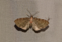 Eupithecia haworthiata