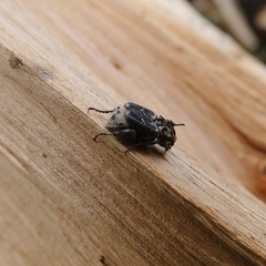 Valgus hemipterus