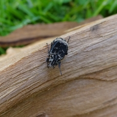 Valgus hemipterus