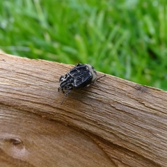 Valgus hemipterus