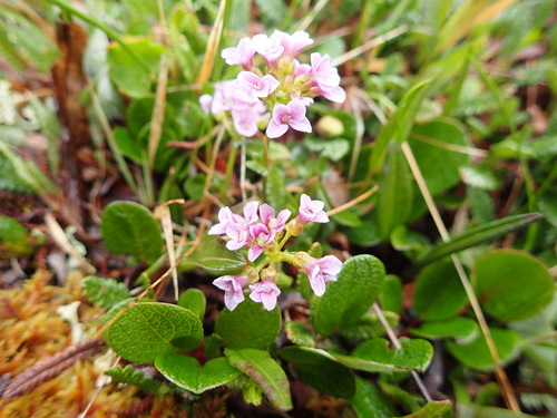 Image of Cardamine purpurea by no rights reserved