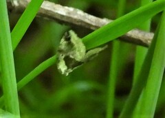 Maliattha synochitis