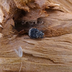 Valgus hemipterus