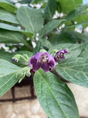 Capsicum pubescens