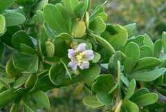 Lycium schweinfurthii