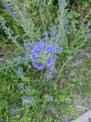 Echium vulgare