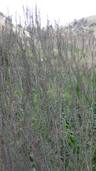 Melaleuca brevifolia