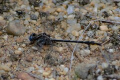 Phanogomphus borealis