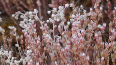 Sedum pedicellatum