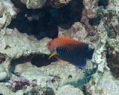 Centropyge potteri