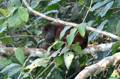 Alouatta sara