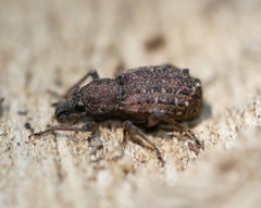 Dyslobus granicollis