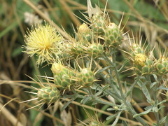 Centaurea salonitana
