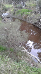 Melaleuca brevifolia