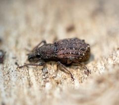 Dyslobus granicollis