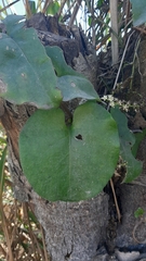 Anredera cordifolia