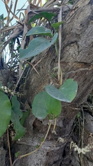 Anredera cordifolia