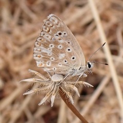 Polyommatus albicans