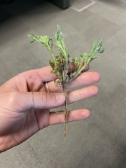 Erigeron neomexicanus