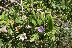 Lycium schweinfurthii