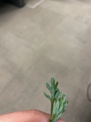 Erigeron neomexicanus