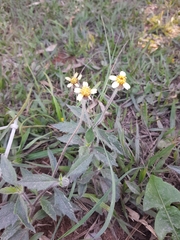Tridax procumbens