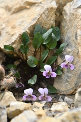 Viola kunawarensis
