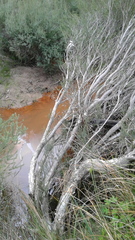 Melaleuca brevifolia