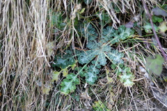 Dicranostigma lactucoides