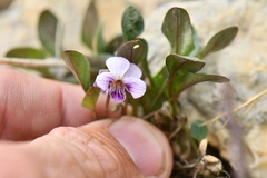 Viola kunawarensis