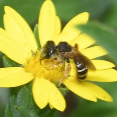 Odontalictus