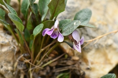 Viola kunawarensis