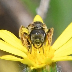 Odontalictus