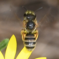 Odontalictus