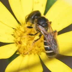 Odontalictus