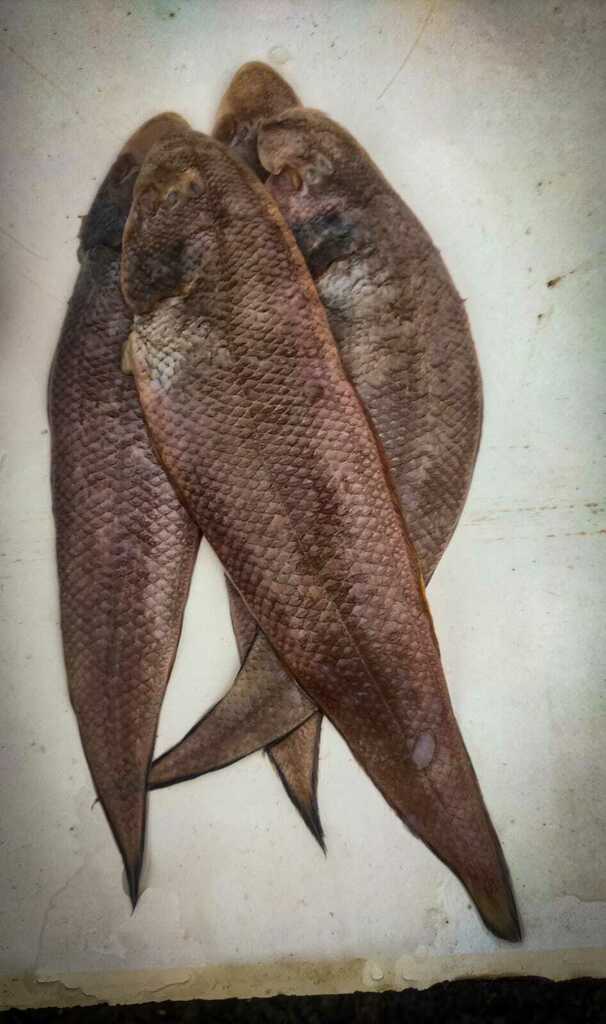 Largescale tonguesole (Cynoglossus arel) — Cynoglossidae