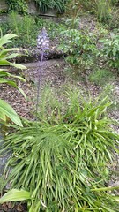 Scilla hyacinthoides