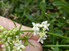 Galium pumilum