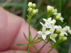 Galium pumilum